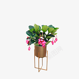 花卉绿植宝莲灯png免抠素材_88icon https://88icon.com 花卉 绿植 宝莲灯 花艺