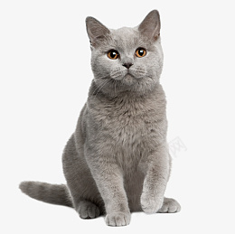 可爱的宠物英短猫咪png免抠素材_88icon https://88icon.com 猫 猫咪 可爱 可爱的猫