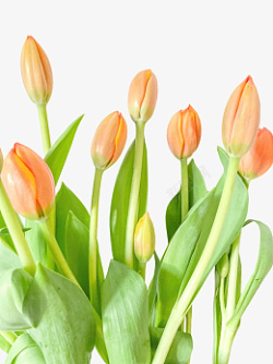 盛开的郁金香花束素材