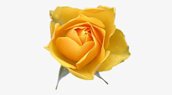 一朵盛开的黄玫瑰素材
