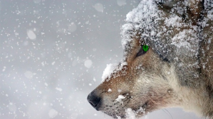 下雪天里的狼特写摄影图片