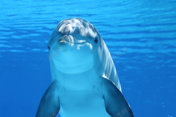 海豚动物特写可爱摄影图片