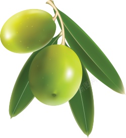 油橄榄齐墩果素材