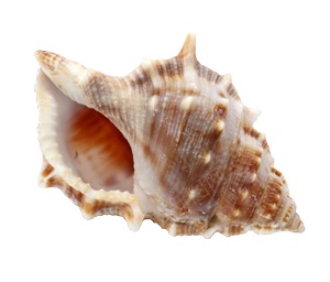 海螺壳海螺png免抠素材_88icon https://88icon.com 海螺 海螺壳