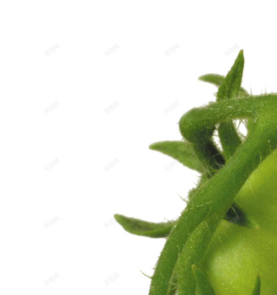 番茄西红柿png免抠素材_88icon https://88icon.com 番茄 西红柿