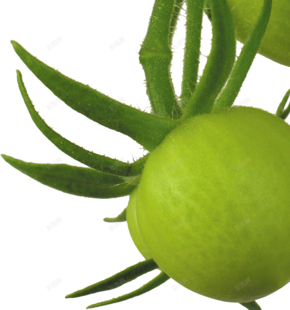 番茄西红柿png免抠素材_88icon https://88icon.com 番茄 西红柿