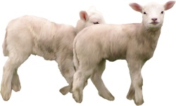 山羊家畜哺乳动物素材