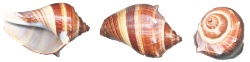 海螺壳海螺素材
