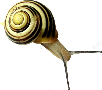 蜗牛snail的复数png免抠素材_88icon https://88icon.com snail的复数 蜗牛