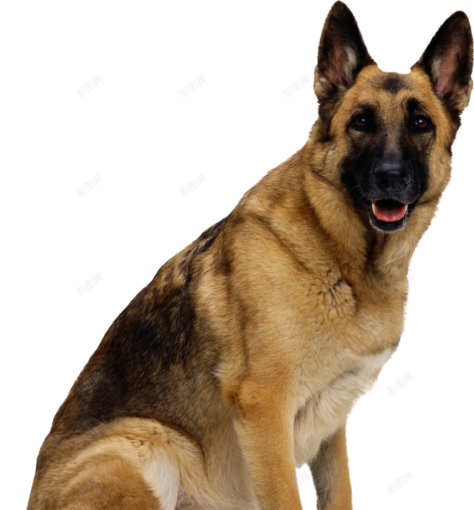 德国牧羊犬狼犬png免抠素材_88icon https://88icon.com 德国牧羊犬 德牧 狼犬