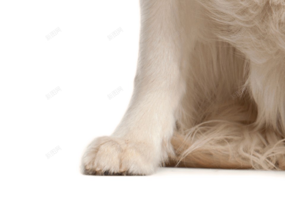 拉布拉多猎狗拉布拉多猎犬png免抠素材_88icon https://88icon.com 拉布拉多猎犬 拉布拉多猎狗