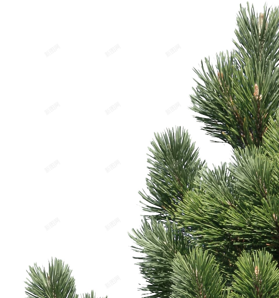 圣诞树采油树松柏树绿色png免抠素材_88icon https://88icon.com 圣诞树 采油树 大树 手绘 松柏 松树 绿色