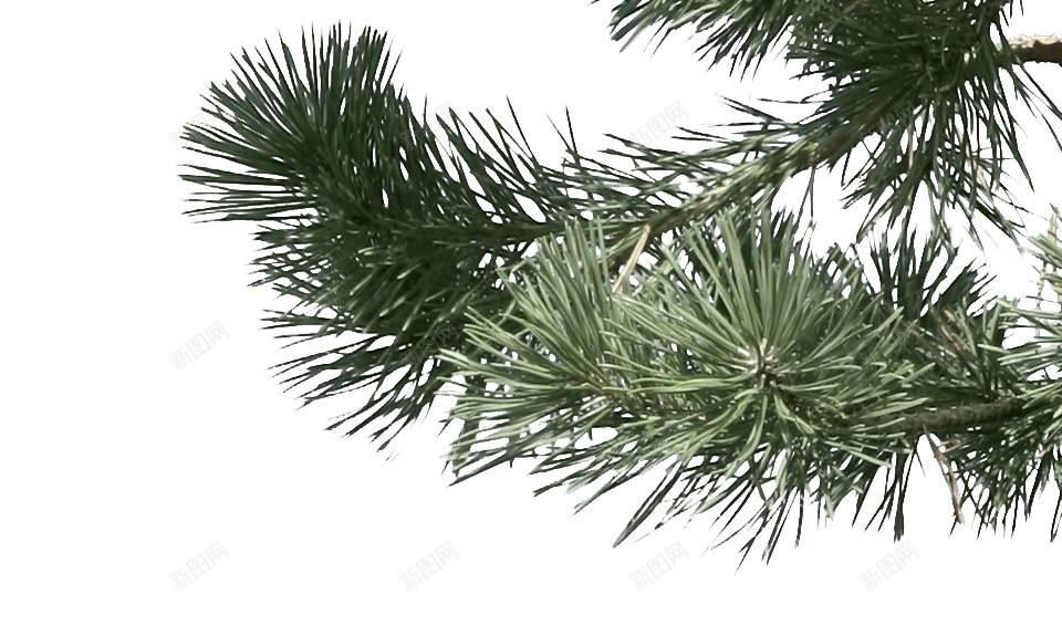 圣诞树采油树松柏树绿色png免抠素材_88icon https://88icon.com 圣诞树 采油树 大树 手绘 松柏 松树 绿色