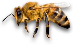 蜜蜂聚会素材