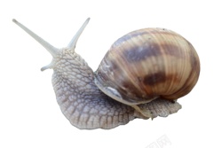 蜗牛snail的复数素材