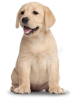 拉布拉多猎狗拉布拉多猎犬png免抠素材_88icon https://88icon.com 拉布拉多猎犬 拉布拉多猎狗