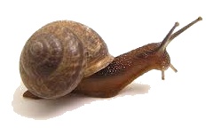 蜗牛snail的复数png免抠素材_88icon https://88icon.com snail的复数 蜗牛