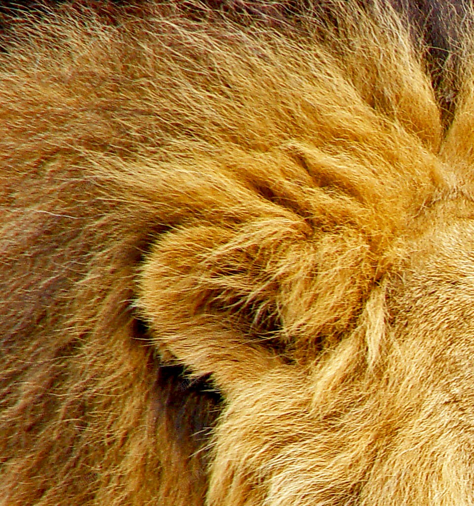 狮狮子png免抠素材_88icon https://88icon.com 狮 狮子