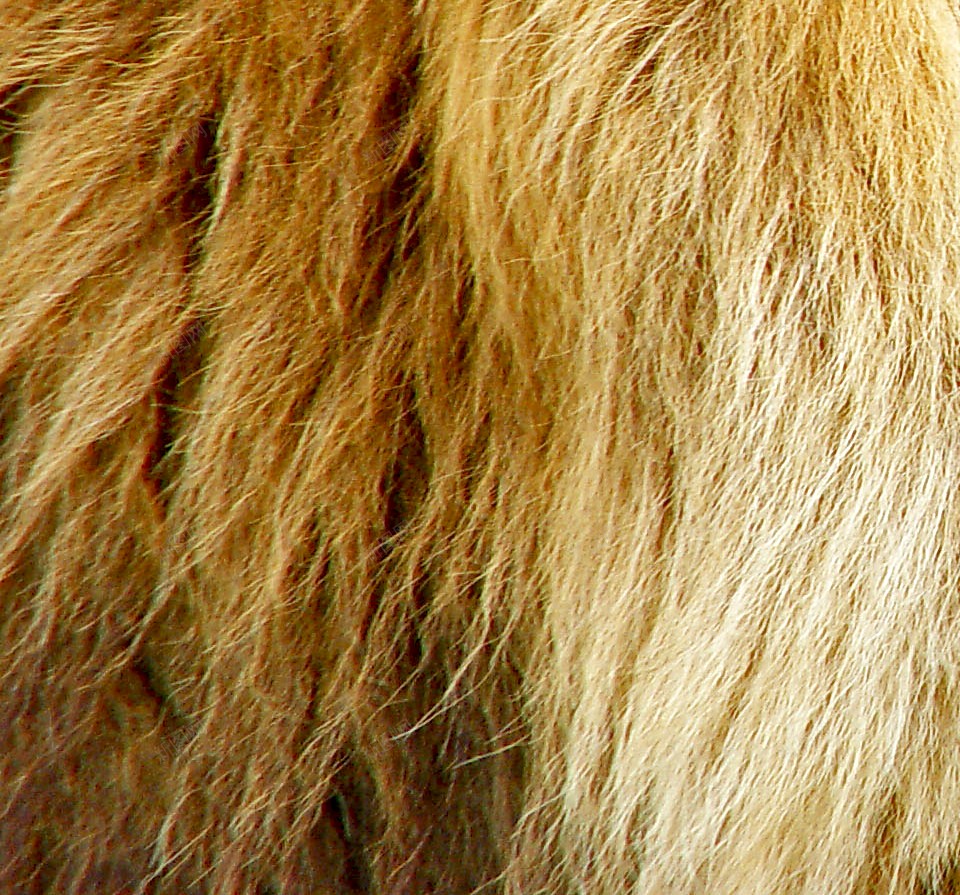 狮狮子png免抠素材_88icon https://88icon.com 狮 狮子