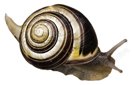 蜗牛snail的复数png免抠素材_88icon https://88icon.com snail的复数 蜗牛