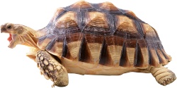 海龟龟素材