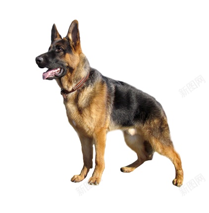 德国牧羊犬狼犬png免抠素材_88icon https://88icon.com 德国牧羊犬 狼犬