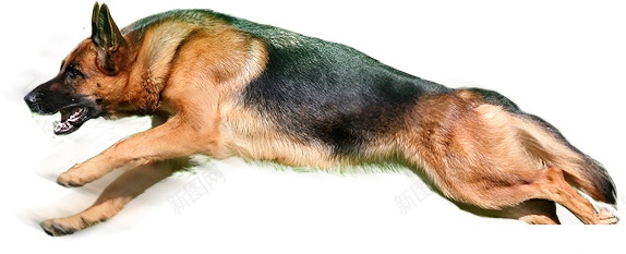 德国牧羊犬狼犬png免抠素材_88icon https://88icon.com 德国牧羊犬 狼犬