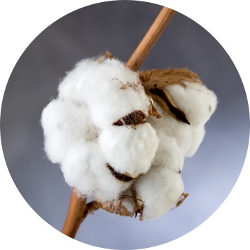 洁白的棉花摄影图png免抠素材_88icon https://88icon.com 棉花 洁白 新疆棉花 纯棉 棉 清新 干花 农作物 植物 纺织 原料