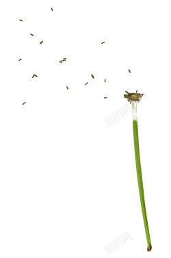 蒲公英素材
