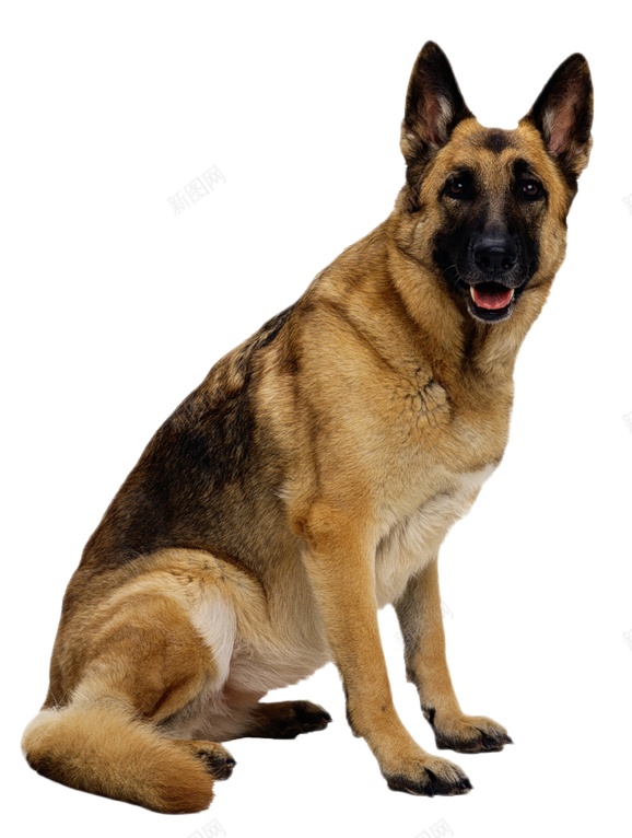 德国牧羊犬狼犬png免抠素材_88icon https://88icon.com 德国牧羊犬 狼犬