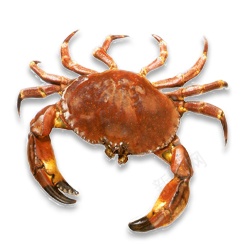 蟹螃蟹png免抠素材_88icon https://88icon.com 螃蟹 蟹