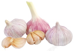 蒜大蒜素材