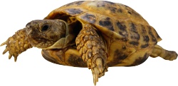 海龟龟素材