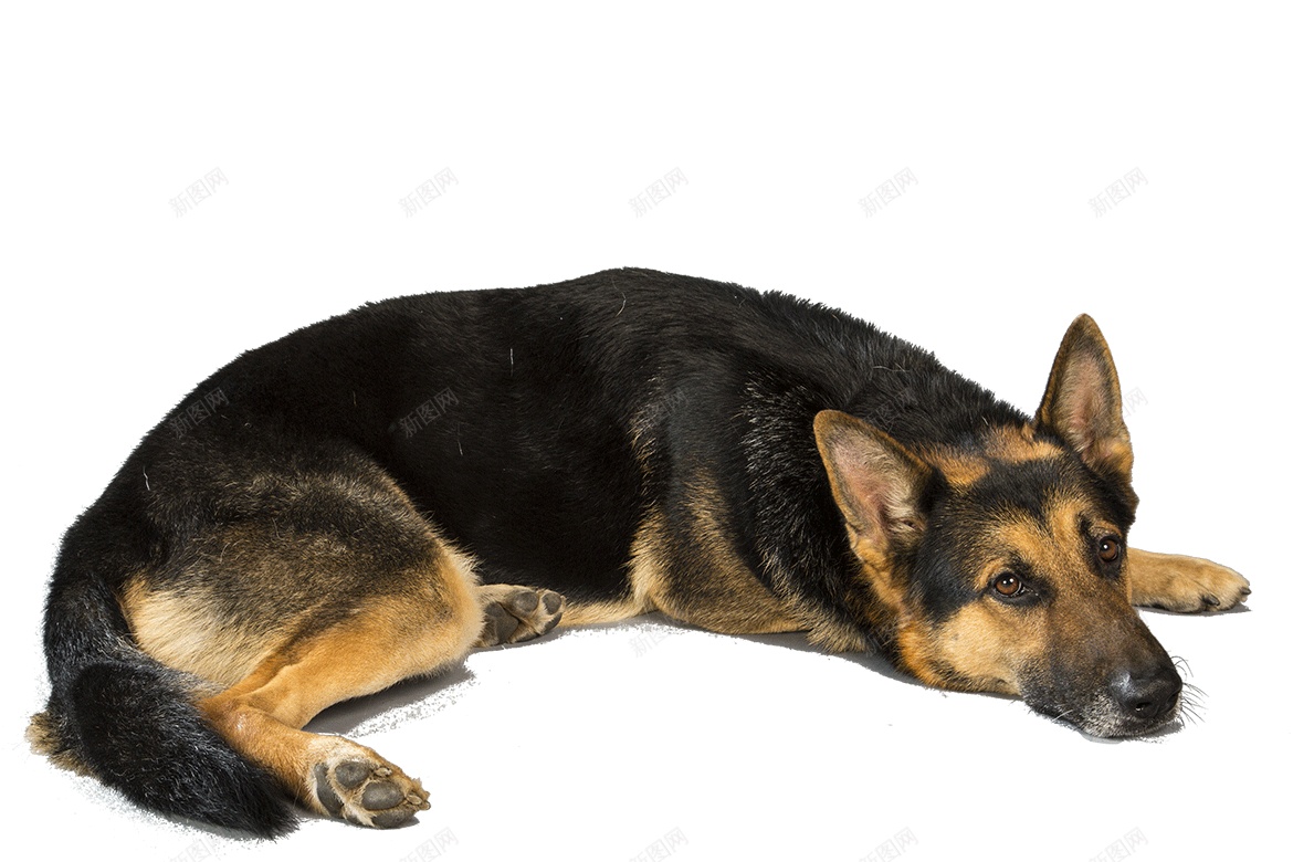 德国牧羊犬狼犬png免抠素材_88icon https://88icon.com 德国牧羊犬 狼犬