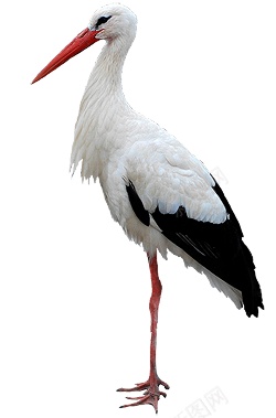 鹳png免抠素材_88icon https://88icon.com 鹳