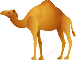 骆驼素材