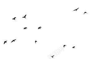 鸟群剪影插图png免抠素材_88icon https://88icon.com 动物剪影 动物贴纸 抽象图标 艺术绘画 鸟类插图 剪影 燕子 飞鸟 鸟群 黑鸟
