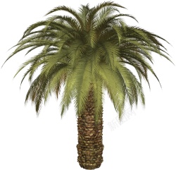 棕榈棕榈树素材