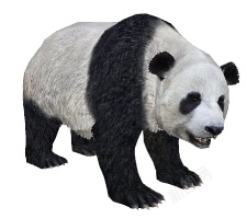 大熊猫大猫熊素材