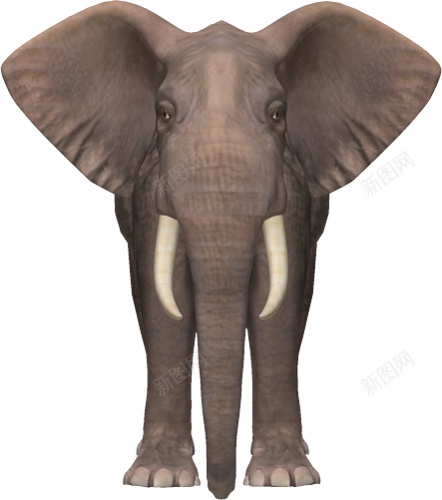 象elephant的复数png免抠素材_88icon https://88icon.com elephant的复数 象
