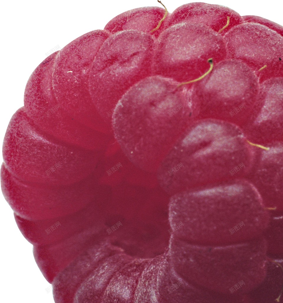 覆盆子山莓png免抠素材_88icon https://88icon.com 山莓 覆盆子