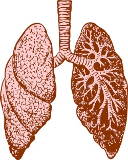 肺素材