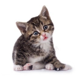 猫猫科动物素材