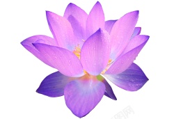 手绘紫色莲花图案素材