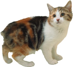 猫猫科动物素材
