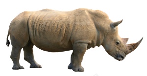 同rhinoceros犀犀牛png免抠素材_88icon https://88icon.com 同rhinoceros 犀犀牛