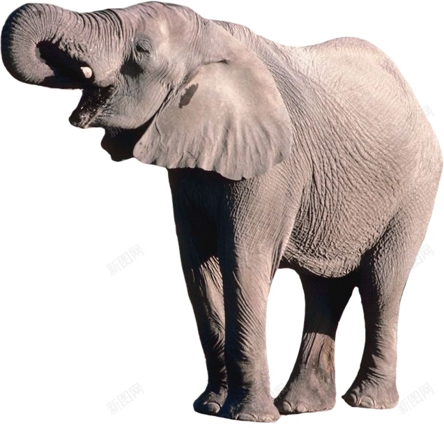 象elephant的复数png免抠素材_88icon https://88icon.com elephant的复数 象