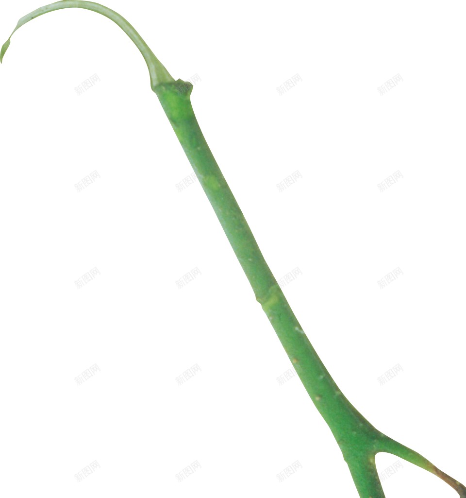 番茄西红柿png免抠素材_88icon https://88icon.com 番茄 西红柿