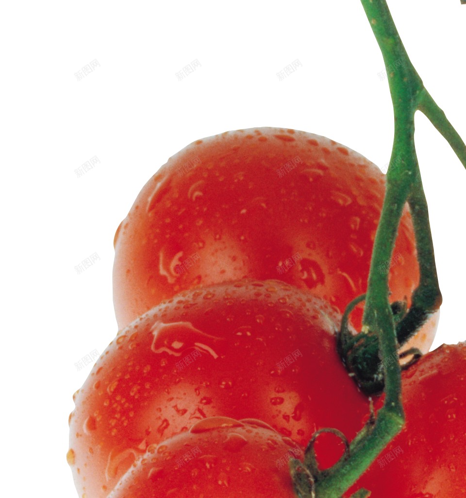 番茄西红柿png免抠素材_88icon https://88icon.com 番茄 西红柿