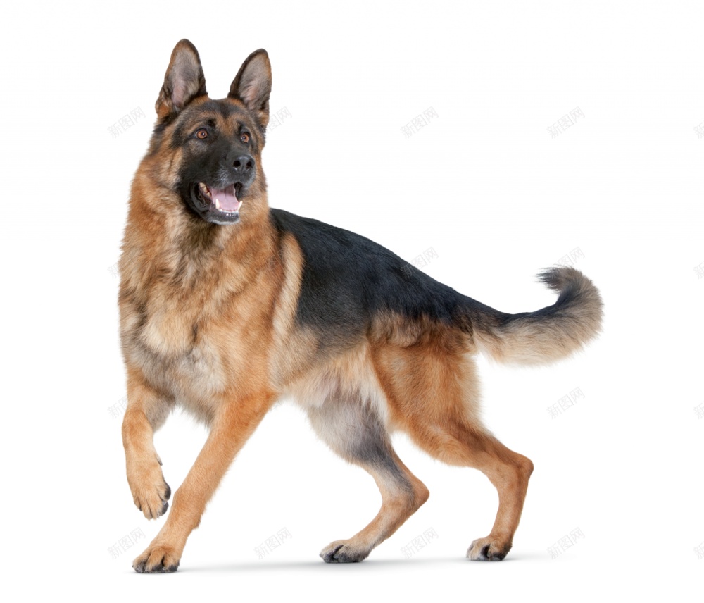 德国牧羊犬狼犬png免抠素材_88icon https://88icon.com 德国牧羊犬 狼犬